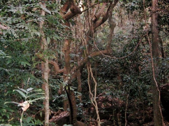 Дерево Баньян