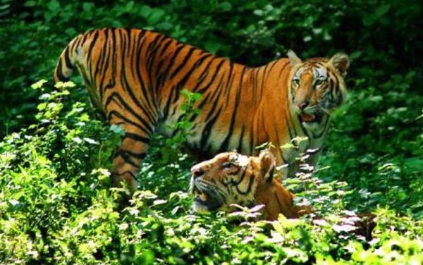 Бенгальский тигр в заповеднике на Гоа