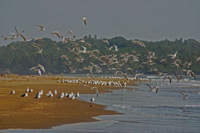 Птицы на Пляже Гоа