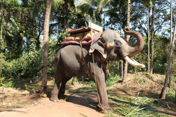 Пример однодневной экскурсии из Гоа с катанием на слонах