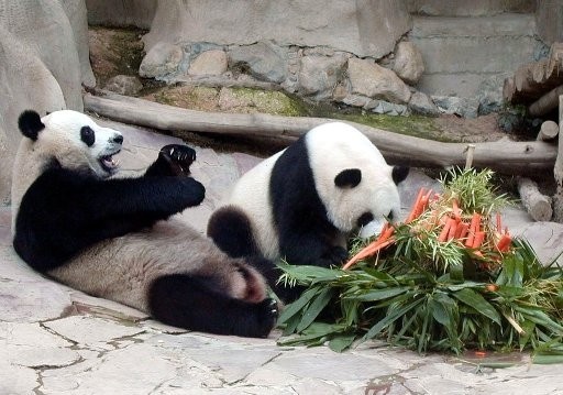 Красивые панды
