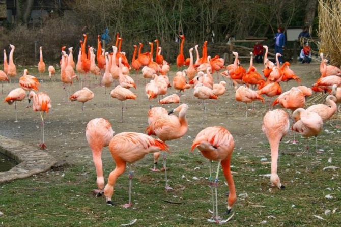 Пражский зоопарк.Фламинго