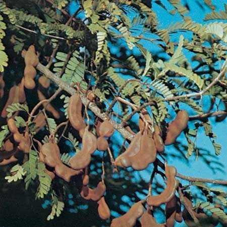 Дерево Tamarindus indica