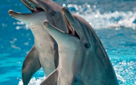 Дельфины очень умные и общительные животные