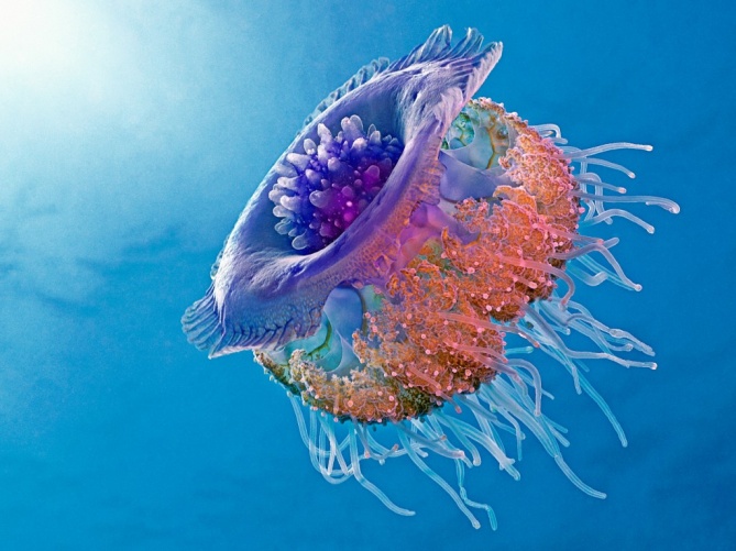 Медуза в Красном море