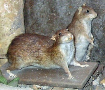 Канализационные крысы