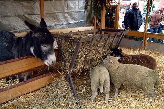 Ясли с овцами - обязательный атрибут католического Рождества