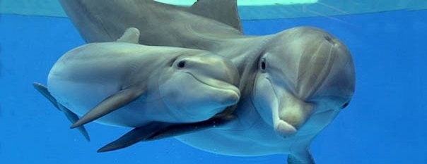 Дельфины не "переносят" одиночество