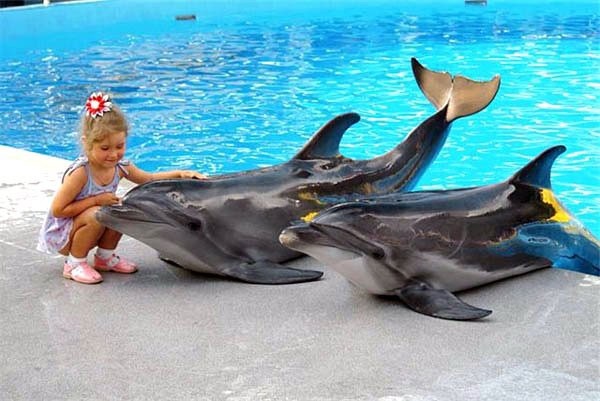 Ну, кто устоит перед добряками-дельфинами?
