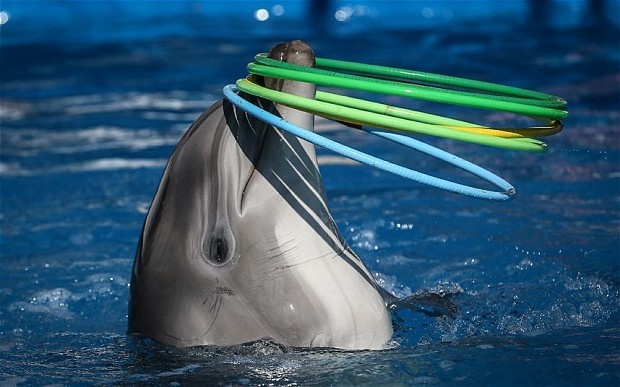 Дельфины обожают тренировки