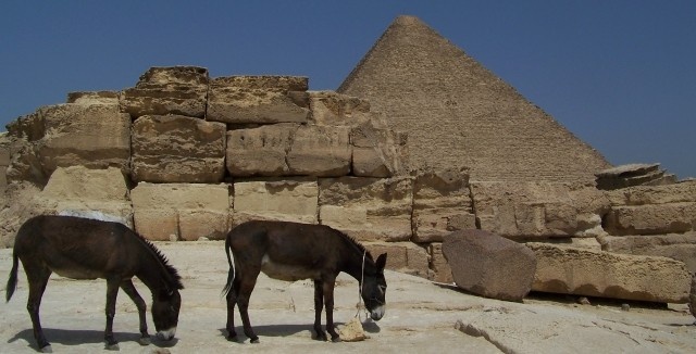 Осликов в Египте любят