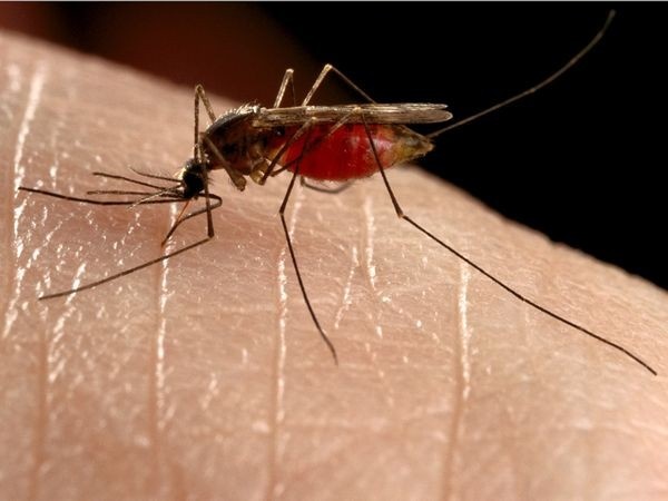 Комары в Египте весьма опасны