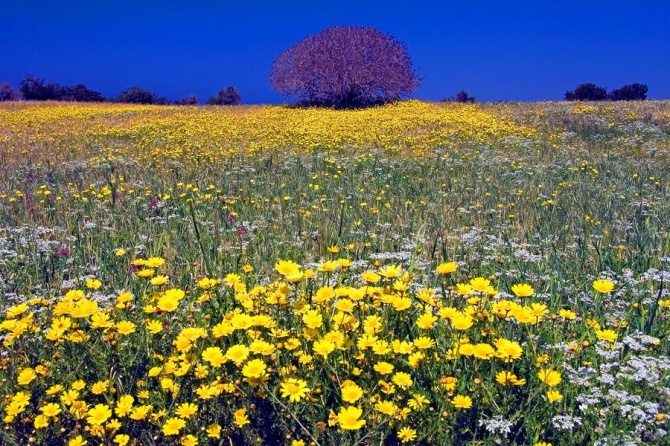 Кипр весной 