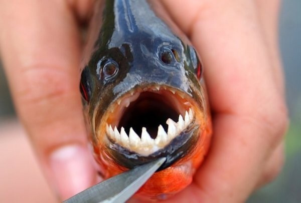 Пиранья — объект рыбной ловли