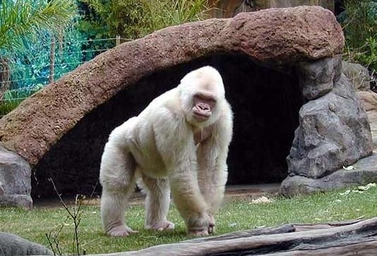 Легенда Барселонского зоопарка - горилла Снежок