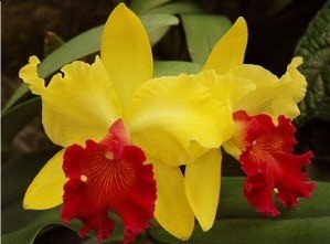 Во Вьетнаме около 900 видов орхидей