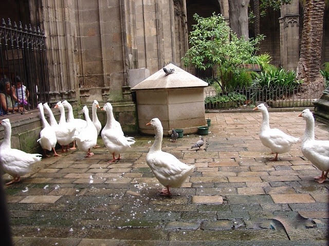 Во внутреннем дворике собора гуляют ровно 13 белых гусей