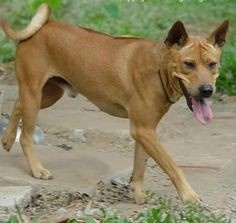 "Гребень" на спине — характерная особенность фукуокской собаки