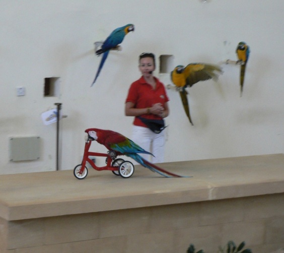 Шоу попугаев в зоопарке