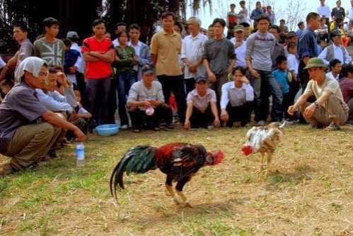 Во вьетнамских селах на НГ проводятся петушиные бои