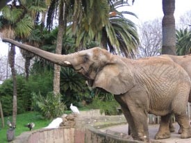 Зоопарк в Барселоне. Слон