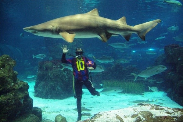 Дайвинг с акулами. Барселонский Океанариум