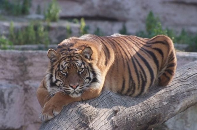 Зоопарк в Барселоне. Тигр