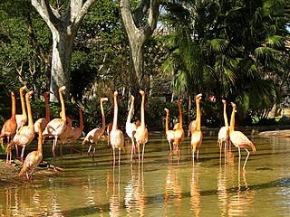 Зоопарк в Барселоне. Фламинго