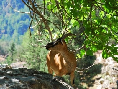 "Живой" эндемик Крита — горный козел Кри-Кри