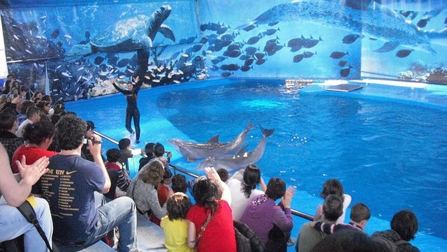 Зоопарк в Барселоне. Шоу дельфинов